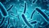 Photo for Global Bifidobacterium Longum Market 2020 | Manufacturers, Regions, Type And Application, Forecast To 2025