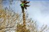 Photo for Hang Loose Yard & Tree Service