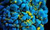 Photo for Antibody-Nanoparticle Probes