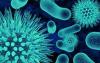 Photo for e coli testing in food