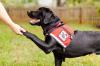 Photo for Global Dog Training Services Market Research Report 2019-2023