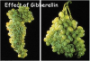 Photo for Gibberellins Market Size Worth $1,167.8 Million By 2025