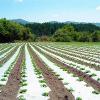 Photo for World Liquid Mulching Film Market Size,Industry Growth and Forecast Report Till 2025