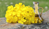 Photo for Global HEAR (High Erucic Acid Rapeseed) Market 2020 | Manufacturers, Regions, Type And Application, Forecast To 2025
