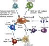 Photo for anti cancer immunity