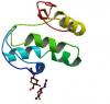 Photo for wnt1 protein