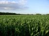 Photo for Genetically Modified Crops Market Size And Forecast Edited By Leading Research Firm