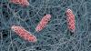 Photo for Global Nanofibers Market Research Report - Industry Analysis, Size, Share, Growth, Trends and Forecast Till 2026