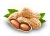 Photo for Global Peanuts Market 2020 | Manufacturers, Regions, Type And Application, Forecast To 2025
