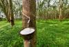 Photo for Global Rubber Market 2020 | Manufacturers Regions Type And Application Forecast To 2025