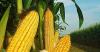 Photo for Global Silage Corn Seed Market 2020 | Manufacturers, Regions, Type and Application, Forecast to 2025