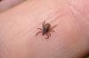 Photo for Global Lyme Disease Diagnostic Market Research Report - Industry Analysis, Size, Share, Growth, Trends and Forecast Till 2026