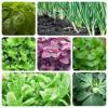 Photo for Global Leaf Vegetable Seeds Market 2020 | Manufacturers, Regions, Type And Application, Forecast To 2025