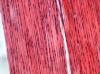 Photo for Global Nanotechnology Clothing Market Key Players- Research Forecasts To 2030