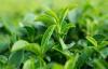 Photo for Global Theanine Market 2020 | Manufacturers Regions Type And Application Forecast To 2025