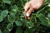 Photo for Global Dicamba Herbicide Market Research Report - Industry Analysis, Size, Share, Growth, Trends and Forecast Till 2026