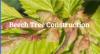 Photo for Beech Tree Construction