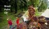 Photo for Brazil Palm Oil Market Size Worth $2.17 Billion By 2025