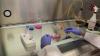 Photo for Saudi Arabia Microbiology Cell Culture Market Quantitative Analysis, Current and Future Trends
