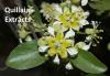 Photo for Quillaia Extract Market Size Worth $1.05 Billion By 2025