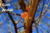 Photo for Gum Arabic Market Size Worth $555.9 Million By 2025