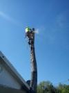 Photo for Clayton's Quality Tree Service