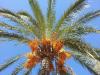 Photo for Tissue Cultured Date Palm Market Covid-19 Impact, Key Players, Trends, Sales, Supply, Analysis and Forecast 2027