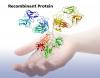 Photo for Global Recombinant Protein Market By Regional Revenue, Trend And Growth Forecast-2026