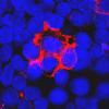 Photo for Global Human Coagulation Factor VII Market 2020 | Manufacturers Regions Type And Application Forecast To 2025