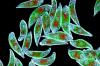 Photo for Global Biological Surfactant Market Report: Detailed Analysis Of Top Players 2026