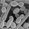 Photo for Candida Albicans Antigens