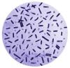 Photo for Clostridium Antigens
