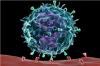 Photo for Cytomegalovirus Antigens