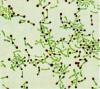 Photo for Corynebacterium Diphtheriae Antigens
