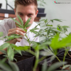 Photo for Cannabis Doctor
