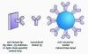 Photo for Global Monoclonal Mouse Antibody Market 2020 | Manufacturers Regions Type And Application Forecast To 2025