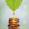 Photo for Global Plant Extracts Market 2020 | Manufacturers Regions Type And Application Forecast To 2025