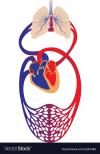 Photo for Blood Circulation System Market Booming Demand Leading To Exponential CAGR Growth by  2019-2023