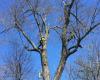 Photo for Arborcorp Tree Experts