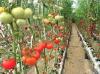 Photo for Global Vegetable Farming Market 2020 | Manufacturers Regions Type And Application Forecast To 2025