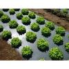 Photo for Global Biodegradable Mulch Film Market 2020 | Manufacturers Regions Type And Application Forecast To 2025