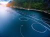 Photo for Global Aquaculture Market 2020 | Manufacturers Regions Type And Application Forecast To 2025