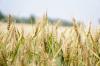 Photo for Global Wheat Seed Coating Agent Market Precise Outlook From 2020-2024