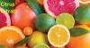 Photo for Citrus Extract Market Size Worth $7.8 Billion By 2027