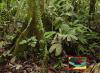 Photo for Rainforest lecture at Ethical Culture Society February 22