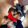 Photo for Playa Vista Luxury Pet Products