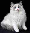 Photo for Ragdoll Kittens For Sale