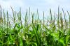 Photo for Eastern Colorado Seeds