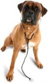 Photo for Humane Society of Greater Miami North