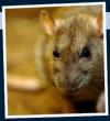 Photo for Rodents Stop